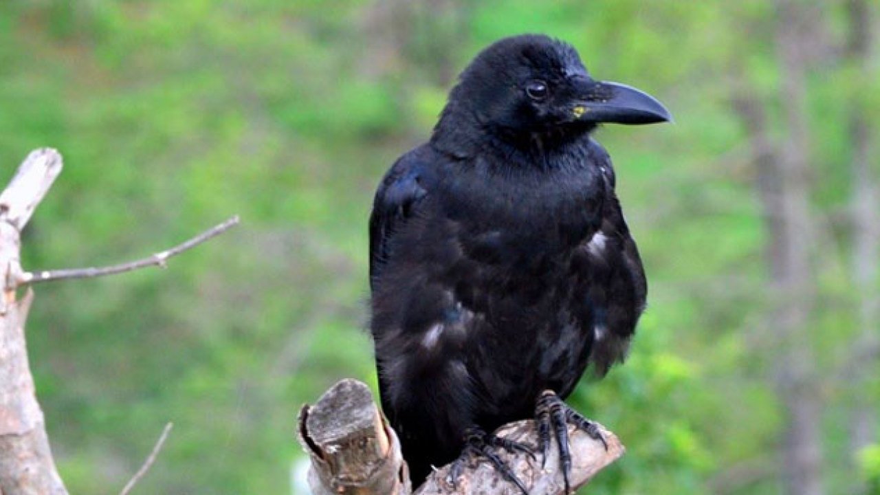 Falling Number of Crows 1280x720 1 Pritu Paksh में ये पांच जीव आपको देते हैं शुभ संकेत 