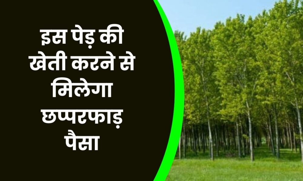 Business idea: सफेद चंदन की खेती कर देगी मालामाल, 1 पेड़ ही बना देता है लाखों का मालिक, जानें कैसे करें और कितना कमाएं