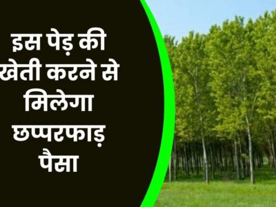Business idea: सफेद चंदन की खेती कर देगी मालामाल, 1 पेड़ ही बना देता है लाखों का मालिक, जानें कैसे करें और कितना कमाएं