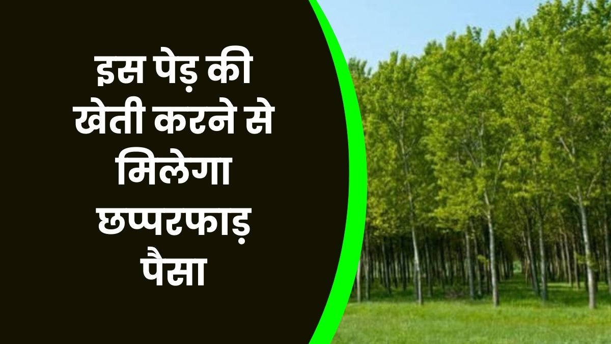 Business idea: सफेद चंदन की खेती कर देगी मालामाल, 1 पेड़ ही बना देता है लाखों का मालिक, जानें कैसे करें और कितना कमाएं