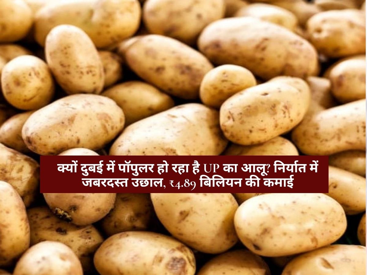 Uttar Pradesh News : क्यों दुबई में पॉपुलर हो रहा है UP का आलू? निर्यात में जबरदस्त उछाल, ₹4.89 बिलियन की कमाई