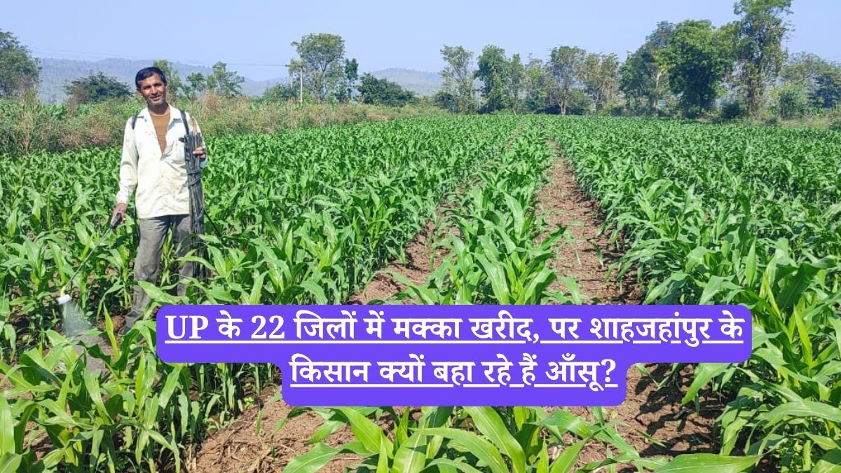 UP के 22 जिलों में मक्का खरीद, पर शाहजहांपुर के किसान क्यों बहा रहे हैं आँसू?
