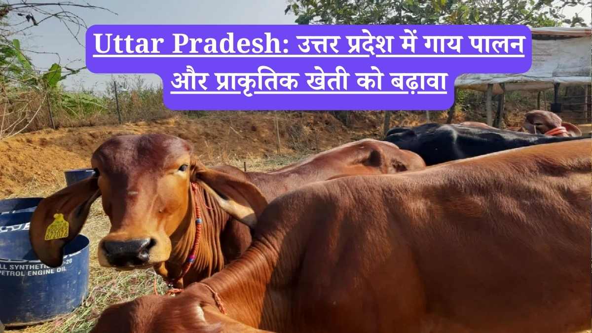 Uttar Pradesh: उत्तर प्रदेश में गाय पालन और प्राकृतिक खेती को बढ़ावा