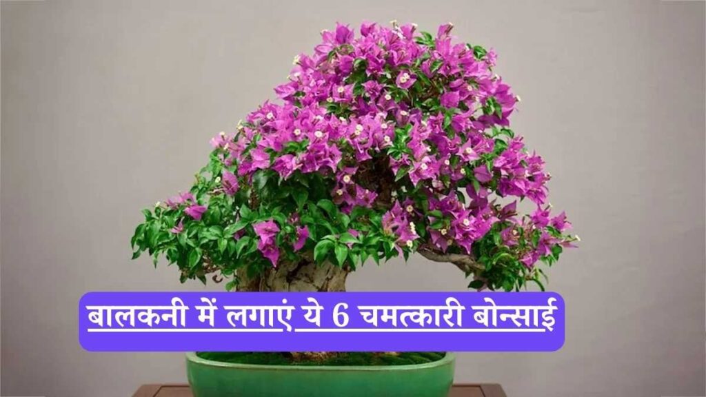 Flowering bonsai for balcony: बालकनी में लगाएं ये 6 चमत्कारी बोन्साई