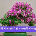 Flowering bonsai for balcony: बालकनी में लगाएं ये 6 चमत्कारी बोन्साई