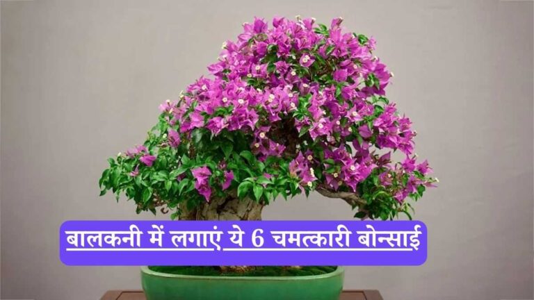 Flowering bonsai for balcony: बालकनी में लगाएं ये 6 चमत्कारी बोन्साई