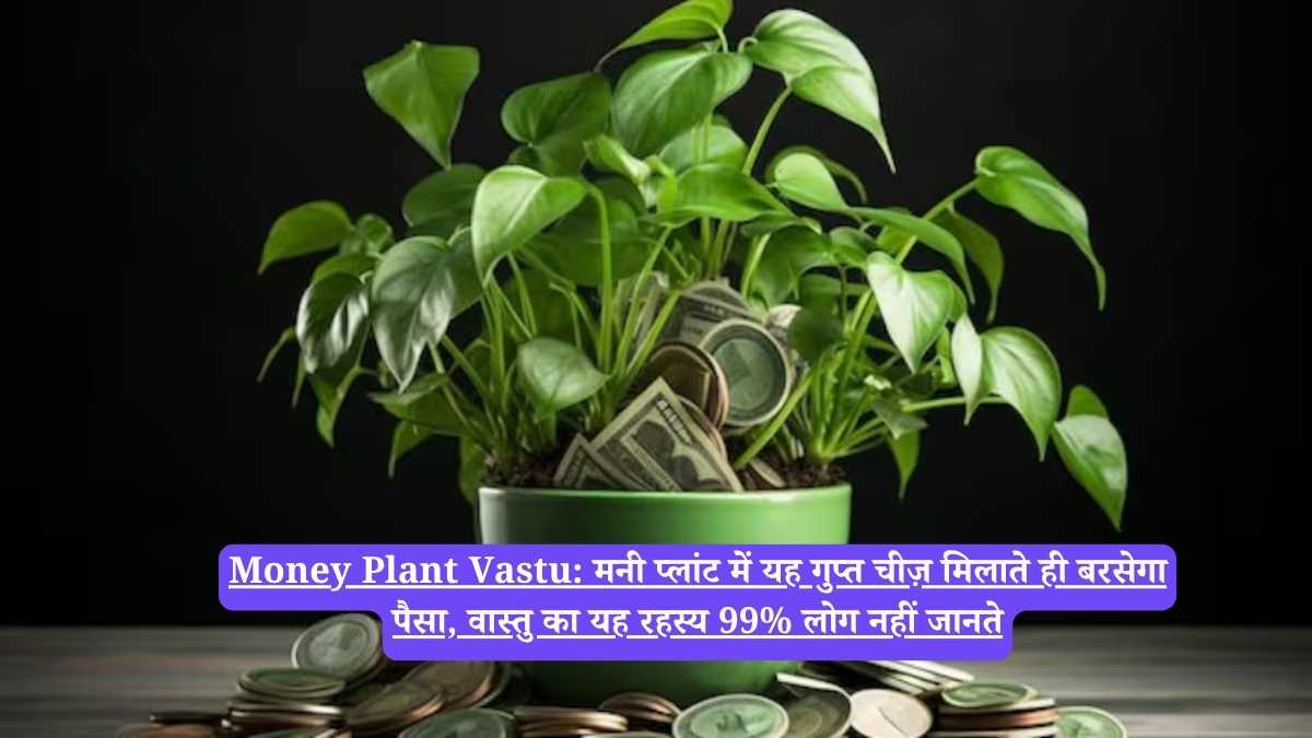 Money Plant Vastu: मनी प्लांट में यह गुप्त चीज़ मिलाते ही बरसेगा पैसा, वास्तु का यह रहस्य 99% लोग नहीं जानते