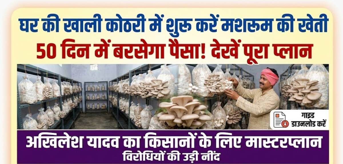 Low cost farming tips in Hindi: घर की खाली कोठरी में शुरू करें यह काम, 50 दिन में बरसेगा पैसा—देखें पूरा प्लान